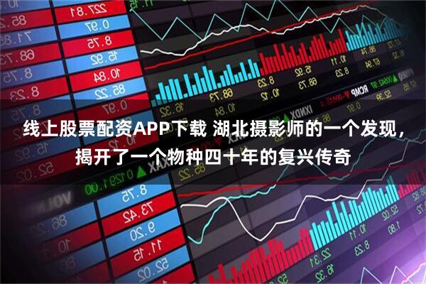 线上股票配资APP下载 湖北摄影师的一个发现，揭开了一个物种四十年的复兴传奇